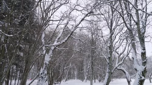 Camera Moves Along a Snowfilled Path in a Winter Park Starting From a High Angle and Slowly Panning