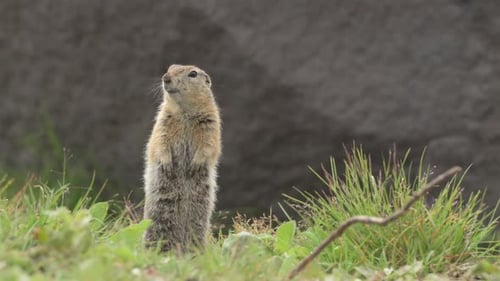 Curious Ground squirrels Prairie dogs in Kamchatka green grass