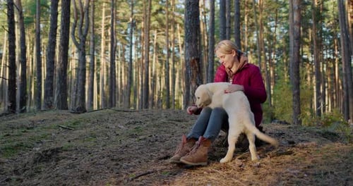 A Middleaged Woman Walks with a Dog in a Pine Forest Sits Under the Trees Cute Golden Retriever with