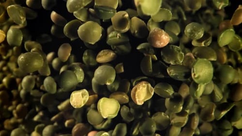 Green Peas Fly and Fall Filmed on a Highspeed Camera at 1000 Fps