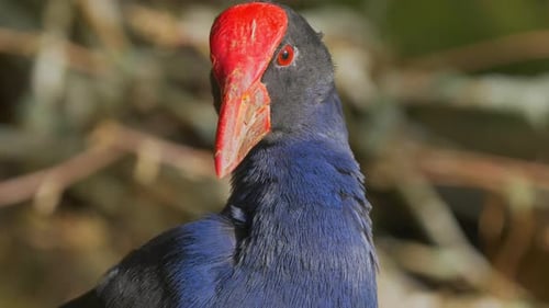 Nahaufnahme des Kopfes eines Pukeko, der seine Federn putzt, auch bekannt als lila Sumpfhuhn oder Gallinule