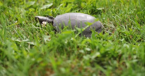 Schildkrötenwandern im natürlichen Lebensraum von grünem Gras