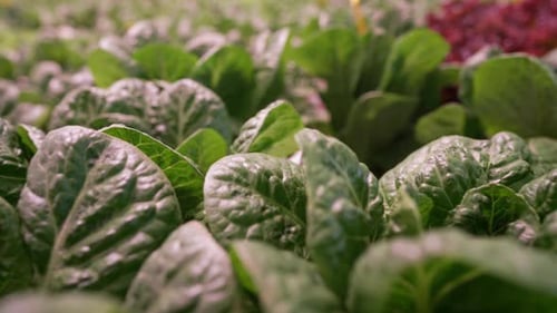 Mélange de laitue romaine biologique, culture en serre hydroponique, Fresh Crisp, biologique