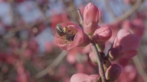 a shot of a bee in a pink flower in spring