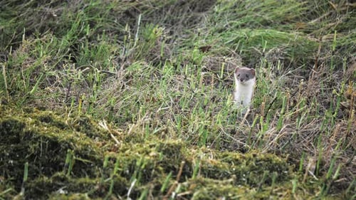 The Little Rodent Jumped Out of the Mink on the Field and Began to Look Around