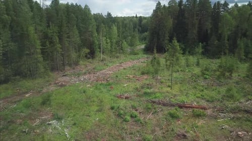 Entwaldung. Luftbild des grünen Mischwaldes mit Entwaldungsgebieten und
Asphaltstraße