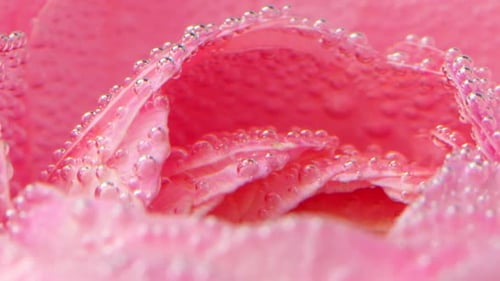 Pink Flower in the Water