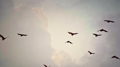 Ein Vogelschwarm fliegt vor dem Hintergrund der Wolken bei Sonnenuntergang