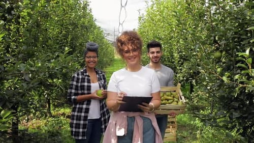 Orchard 390 A3137Portrait of three young farmers standing in pears orchard and looking at camera.