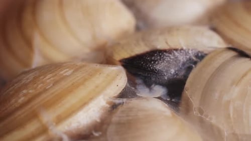 Marinara-Muscheln mit Knoblauchsauce, Zitrone und Petersilie, klassisches spanisches und französisches Gericht, Makro, Nahaufnahme