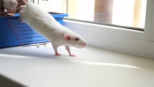 White Rat Descends Ladder from Cage