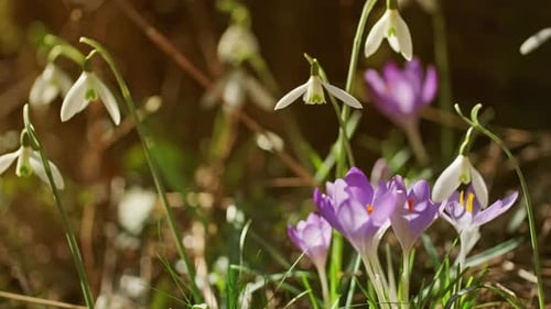 Purple Crocus and White Snowdrop Flowers Blooming