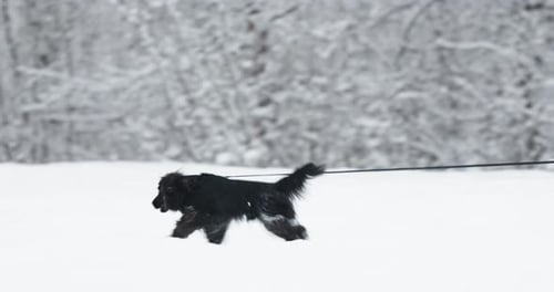 Black Dog Frolic in the Newly Fallen Snow in Snowcovered Public Park in Holidays Winter Fairy Tale