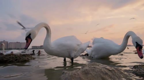 Group of Swans and Other Birds in the Lake Against the Backdrop Beautiful Sunset