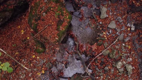 Im Herbstwald durch die Bäume fliegen