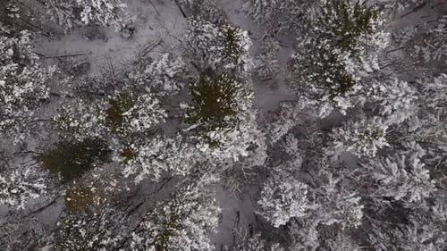 Top View Of Spruce Forest In Winter Aerial Rotation Over Snowy Trees