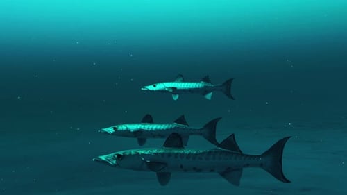 Three Barracuda fishes swimming in the deep blue ocean water, underwater scene of barracuda fishes.