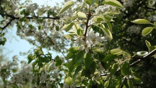White Flowers of Pear Blossoming on Sunny Spring Day
