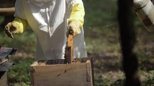 Beekeeper Inspecting Honeycomb Frame in Rural Setting