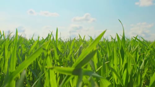 Nature Grass Wind Tree Branch Grass Plant Green Flowers Sun Wind