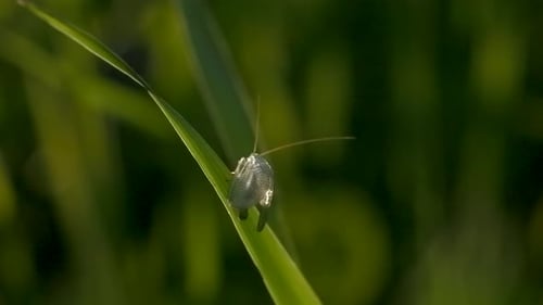 Pequeña polilla posada en una brizna de hierba que se balancea suavemente con el viento