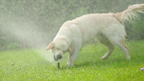 Dog Plays with Sprinkler on Green Lawn