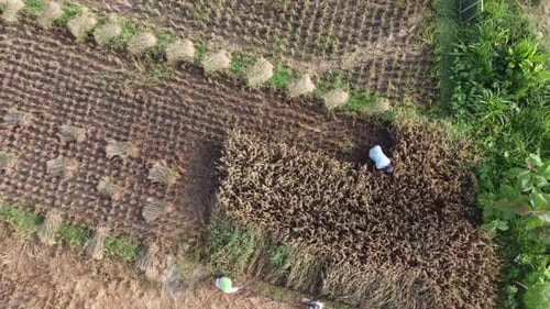 Aerial view the farmer harvest rice on step rice paddy field