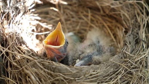 Hungry Baby Birds Nestled in a Twig Nest
