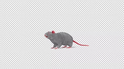 3D Animated Gray Rat Standing and Breathing with Alpha Channel