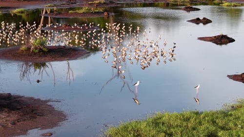 Flock of sandpipers wading in shallow wetland pond at sunrise