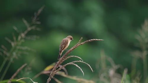 Wackelt mit dem Schwanz nach rechts und ruht dabei auf einer Pflanze, Amur Stonechat oder Stejneger's