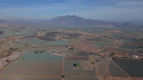 Tequila Agave Field 4K