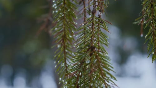 Water Droplets on Green Pine Branch Closeup