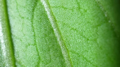 A fresh green leaves (Bok choy leaves) in macro video.