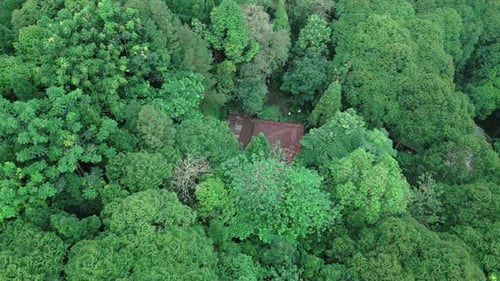 Tropical Forest