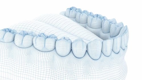 3D Wireframe Human Dental Arch Rotating Animation