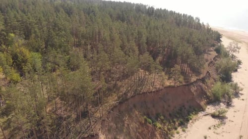 Aerial View of Green Forest and Sandy Beach