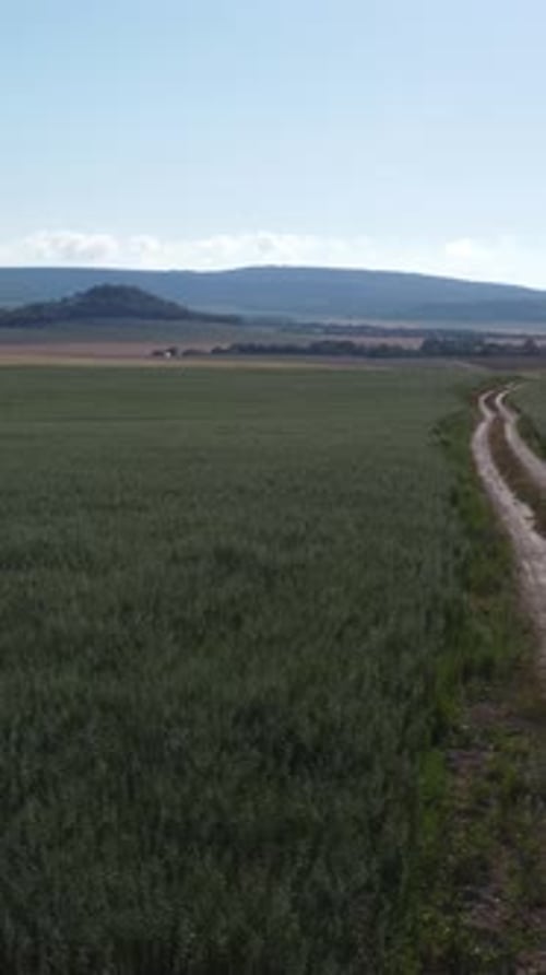 Luftaufnahme auf der Straße im grünen Haferfeld auf dem Land, in dem bei Sonnenschein im Wind weht
