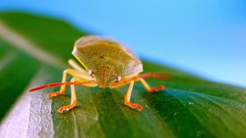 Green Shield Bug on Leaf Close Up