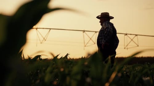 Farmer Inspecting Crops at Sunset