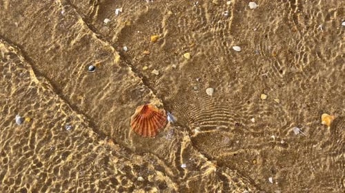 Seashell Resting on Wet Sandy Beach Shoreline
