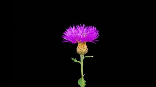 Purple Flower Blooming in Time-Lapse on Black Background