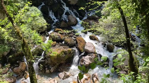 Wild Waterfall Cascading Through Lush Green Forest on a Sunny Summer Day