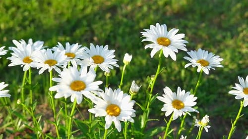 Daisies Swaying in a Green Field