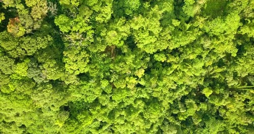 Aerial top down flight above green lighting forest trees in rainforest during sunlight