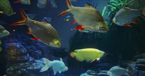 Zoo-Aquarium mit verschiedenen Fischen