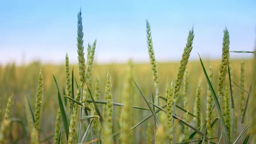 Espiguillas de trigo verde que se balancean con el viento. Maduración de espigas de trigo en el campo al atardecer.