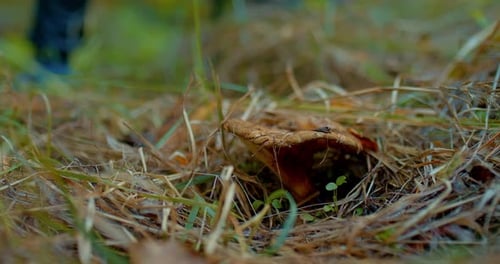 Gathering Mushrooms in Forest with Knife Close Up