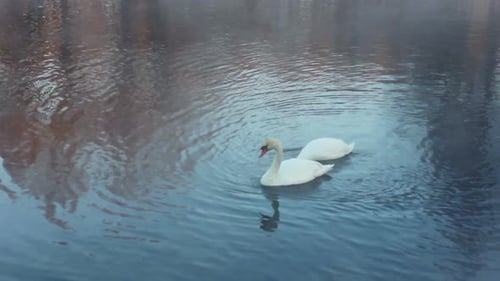 Weiße Schwäne schwimmen friedlich auf einem nebligen Fluss im Winter, in der Natur und in der Tierwelt