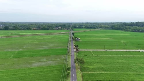 Drone camera following motorbikes drive on asphalt roads in the middle of green farmland.